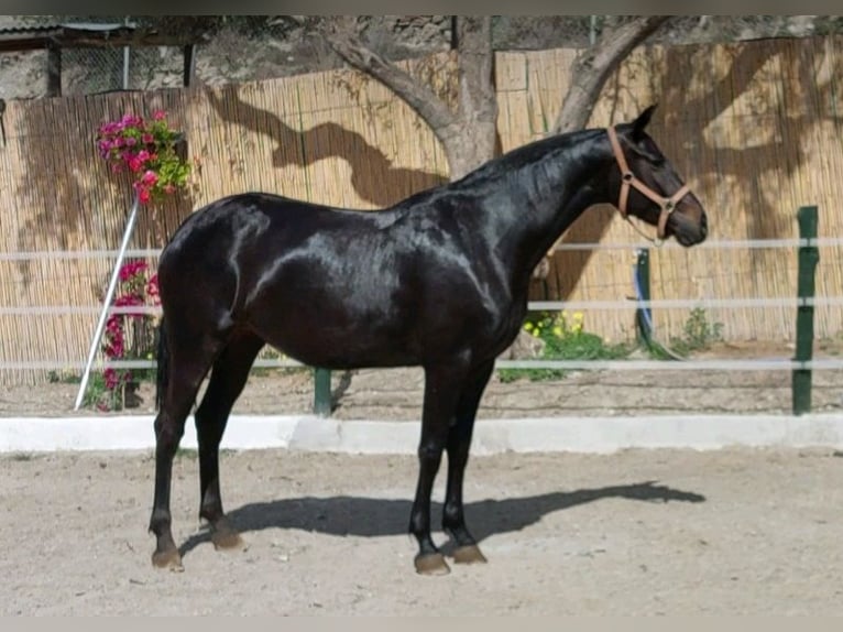 Cruzado Yegua 8 años 170 cm Negro in Nerja