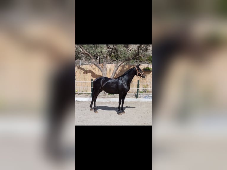 Cruzado Yegua 8 años 170 cm Negro in Nerja