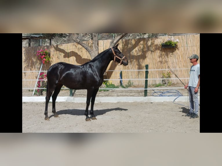 Cruzado Yegua 8 años 170 cm Negro in Nerja