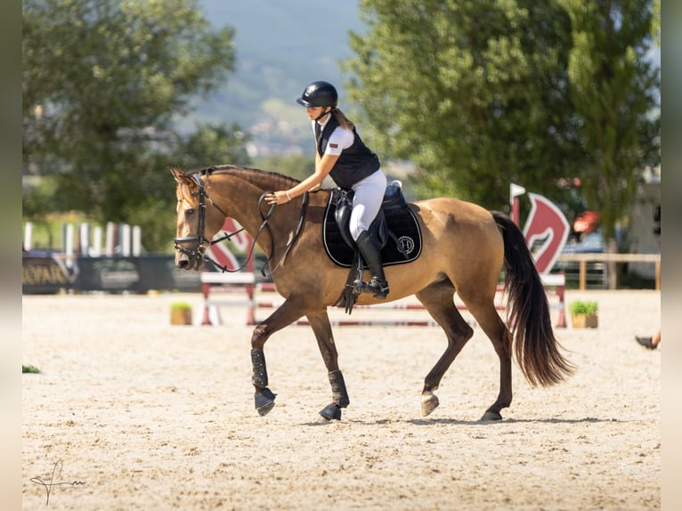 Cruzado Yegua 9 años 150 cm Bayo in Cambrils