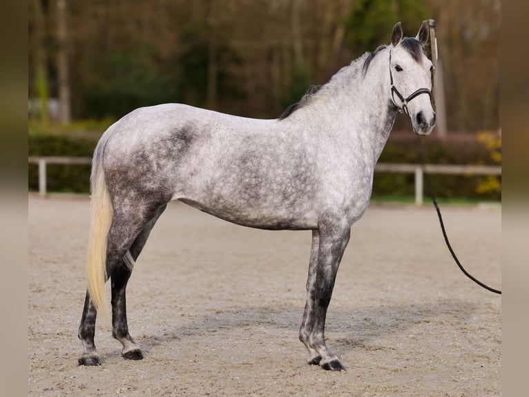 Cruzado Yegua 9 años 155 cm Tordo picazo in Neustadt (Wied)