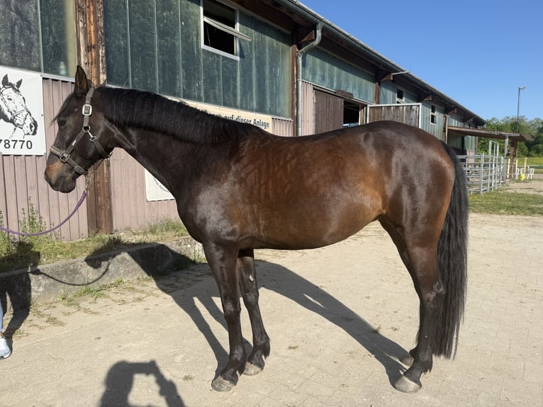 Cruzado Yegua 9 años 160 cm Castaño oscuro in Offenburg