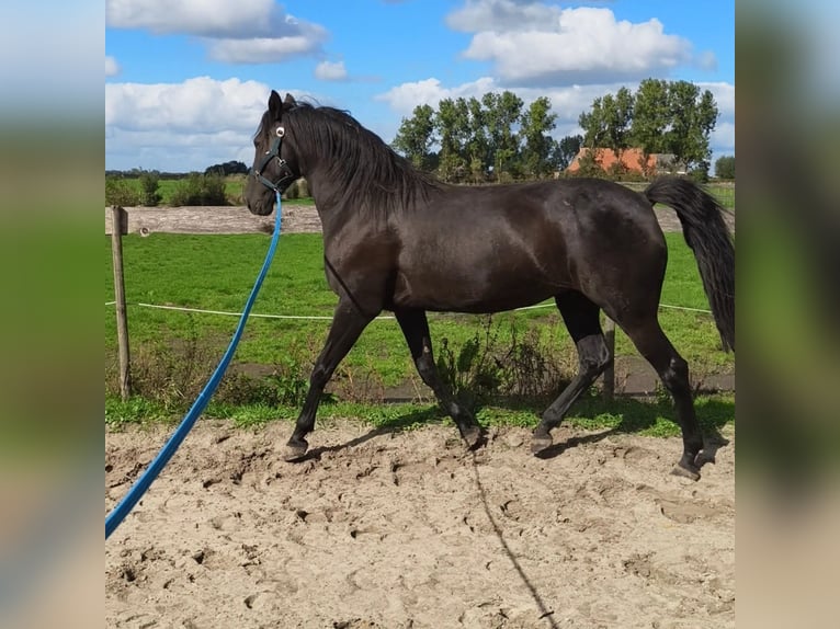 Cruzado Yegua 9 años 160 cm Negro in Heerenveen