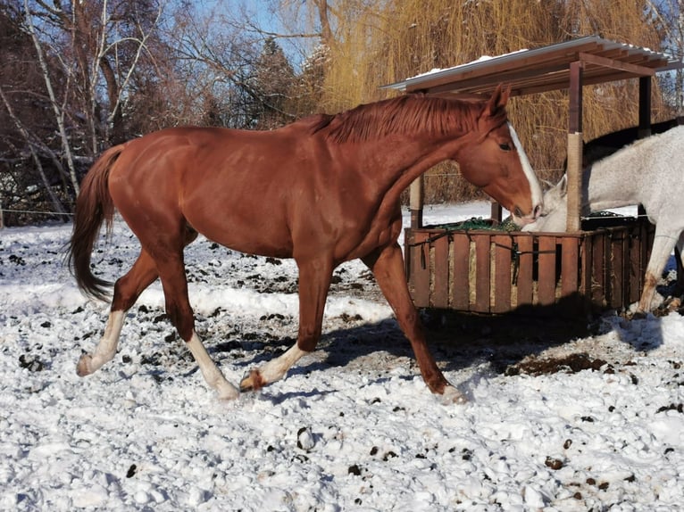 CSFR Castrone 12 Anni 175 cm Sauro in Grimma