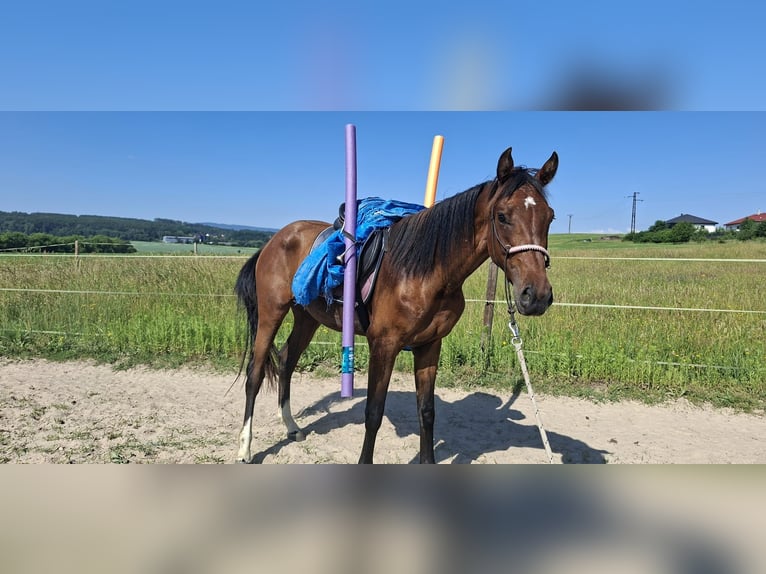 CSFR Castrone 3 Anni 165 cm Baio in České Budějovice 6