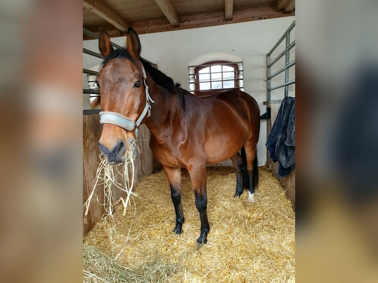 CSFR Checo Caballo castrado 19 años 163 cm Castaño in Neuötting