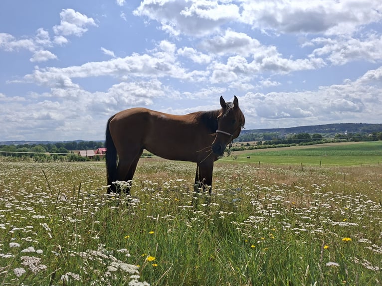 CSFR Checo Caballo castrado 3 años 165 cm Castaño in České Budějovice 6