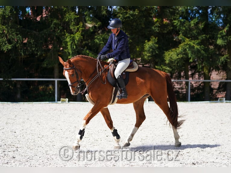 CSFR Checo Caballo castrado 5 años 175 cm Alazán in Ceske Budejovice