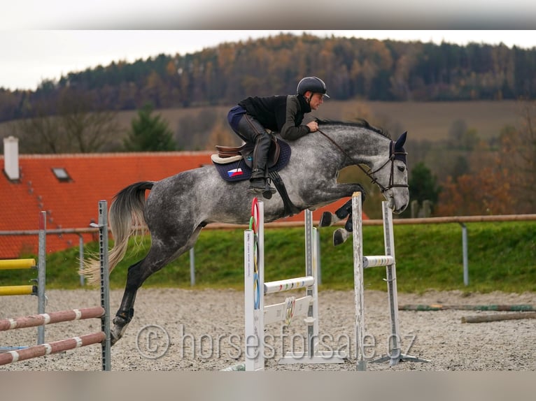 CSFR Checo Caballo castrado 8 años 169 cm Tordo in 1 Stunde von Prag