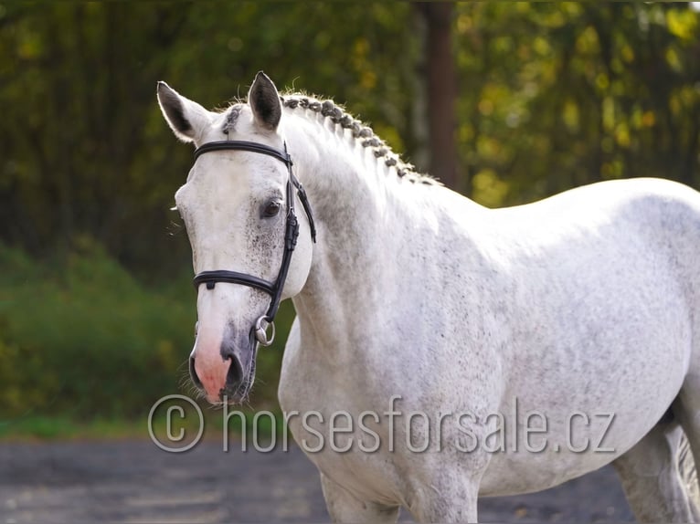 CSFR Checo Semental 6 años 172 cm Tordo in Hradec Kralove