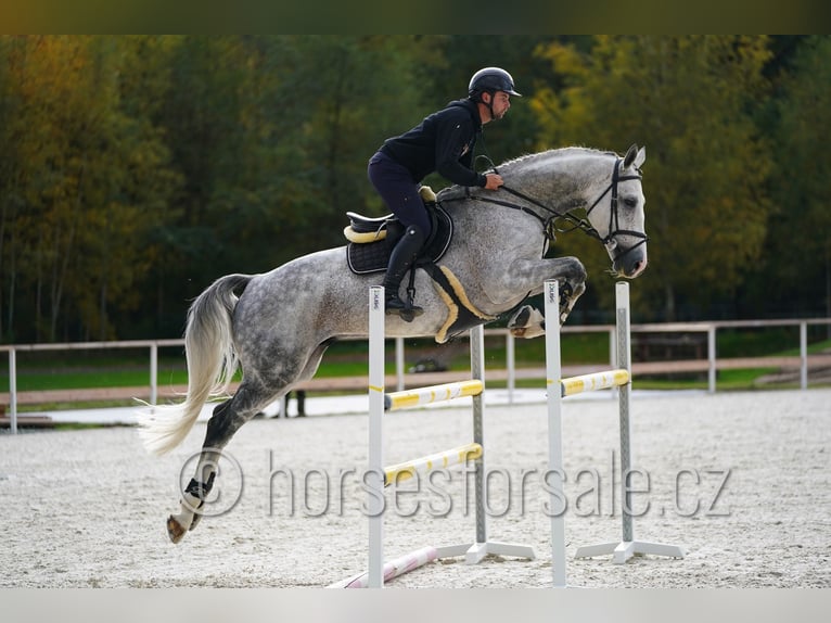 CSFR Checo Semental 6 años 172 cm Tordo in Hradec Kralove
