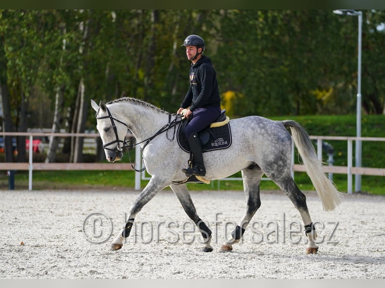 CSFR Checo Semental 6 años 172 cm Tordo in Hradec Kralove