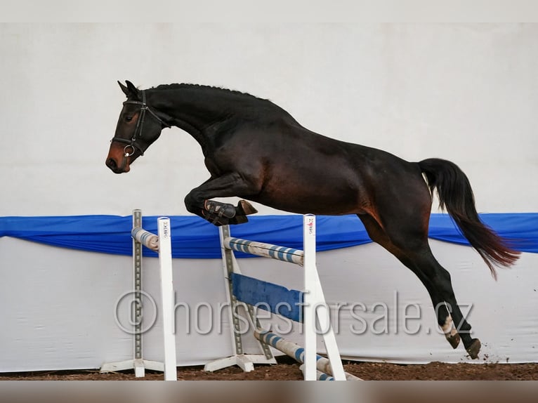 CSFR Checo Yegua 3 años 163 cm Morcillo in Tyn nad Vltavou