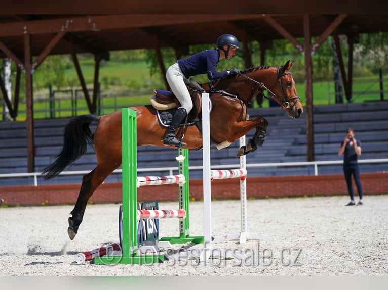 CSFR Checo Yegua 4 años 161 cm Castaño in Ceske Budejovice