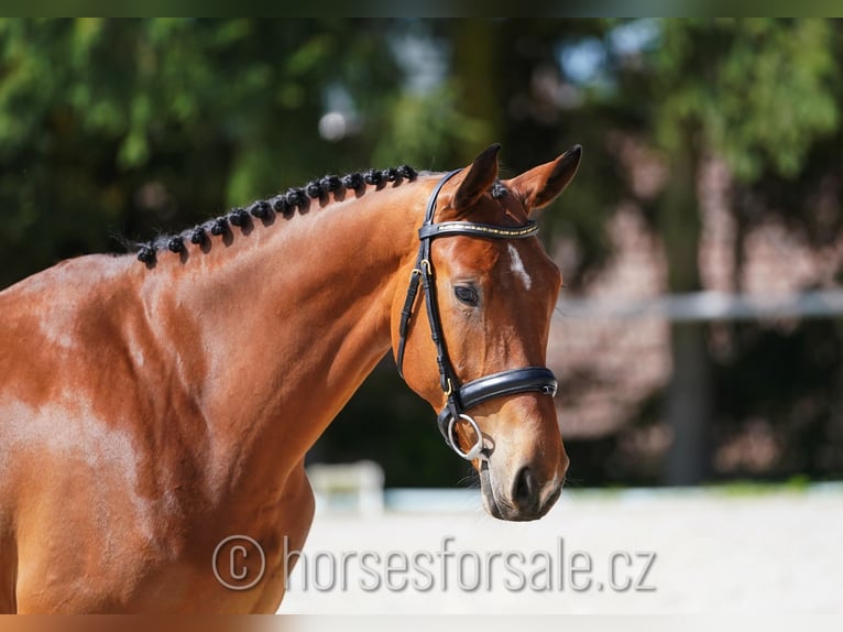 CSFR Checo Yegua 4 años 161 cm Castaño in Ceske Budejovice