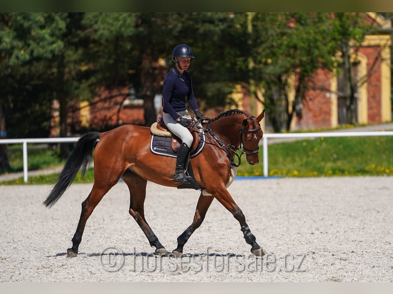 CSFR Checo Yegua 4 años 161 cm Castaño in Ceske Budejovice