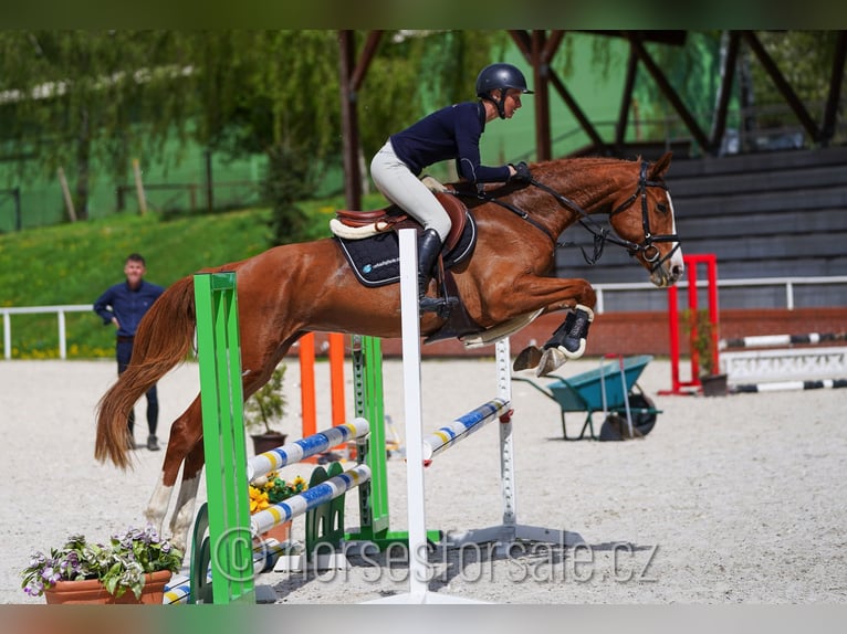 CSFR Checo Yegua 5 años 161 cm Alazán in Ceske Budejovice