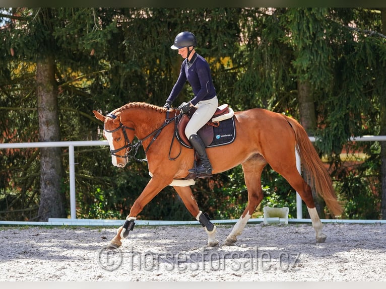 CSFR Checo Yegua 5 años 161 cm Alazán in Ceske Budejovice