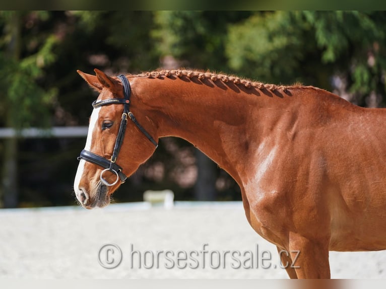 CSFR Checo Yegua 5 años 161 cm Alazán in Ceske Budejovice