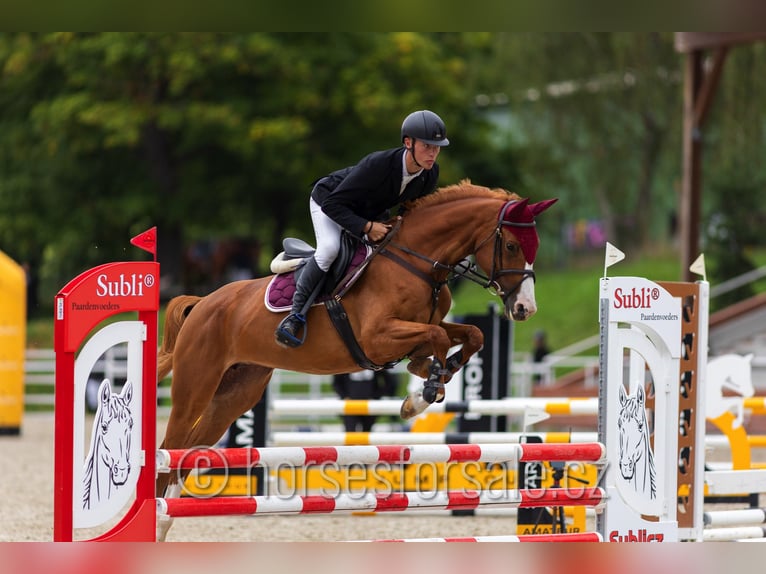 CSFR Checo Yegua 6 años 161 cm Alazán in Ceske Budejovice