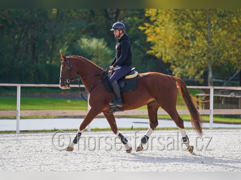 CSFR Checo Yegua 7 años 169 cm Alazán in Hradec Kralove