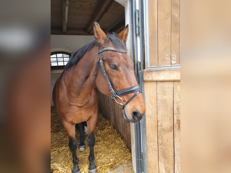 CSFR-varmblod Valack 19 år 163 cm Brun in Neuötting