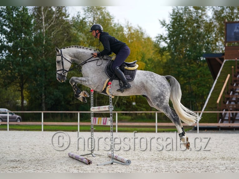 CSFR warmbloed Hengst 6 Jaar 172 cm Schimmel in Hradec Kralove