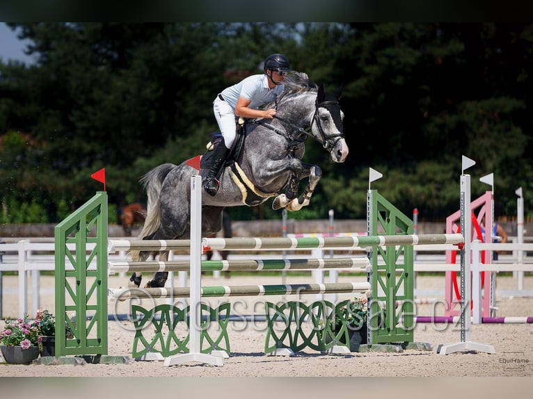 CSFR warmbloed Hengst 6 Jaar 172 cm Schimmel in Hradec Kralove