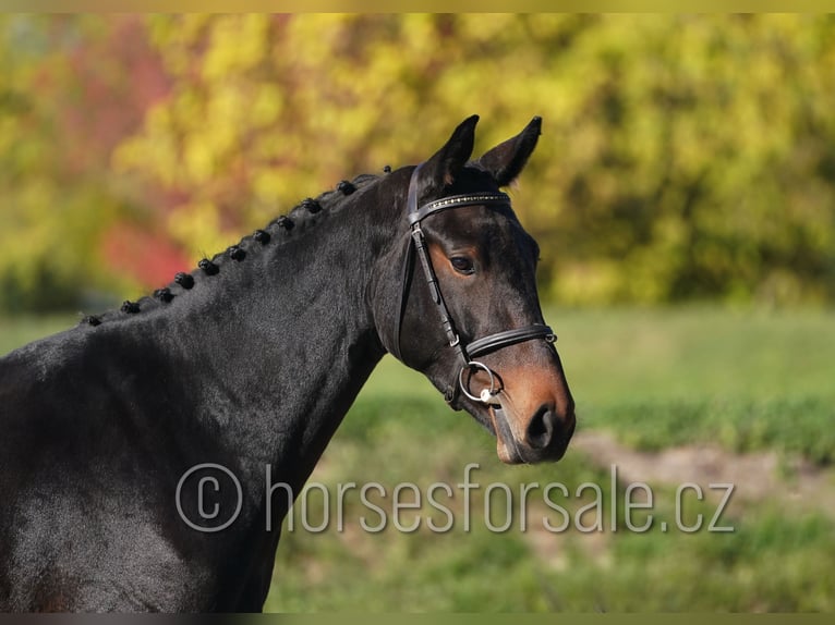 CSFR warmbloed Merrie 3 Jaar 163 cm Zwartbruin in Tyn nad Vltavou