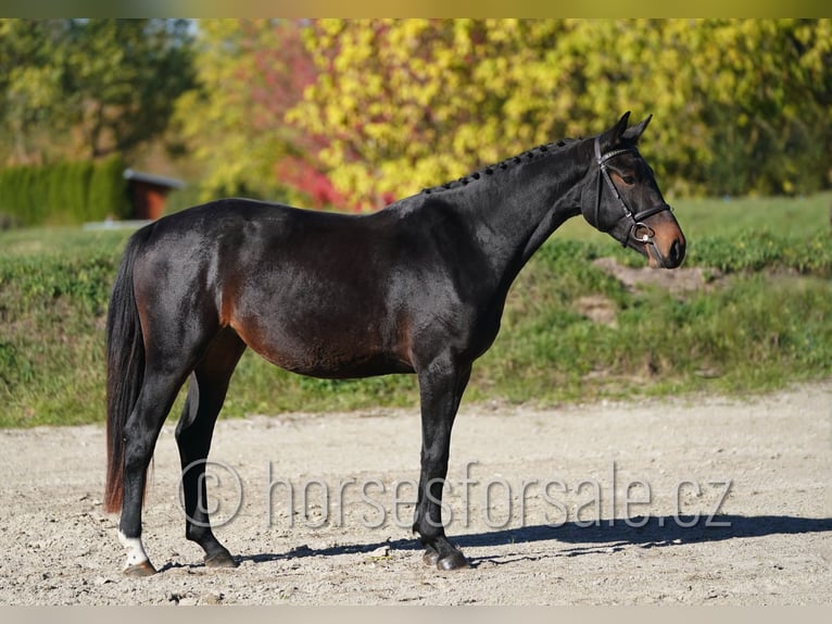 CSFR warmbloed Merrie 3 Jaar 163 cm Zwartbruin in Tyn nad Vltavou