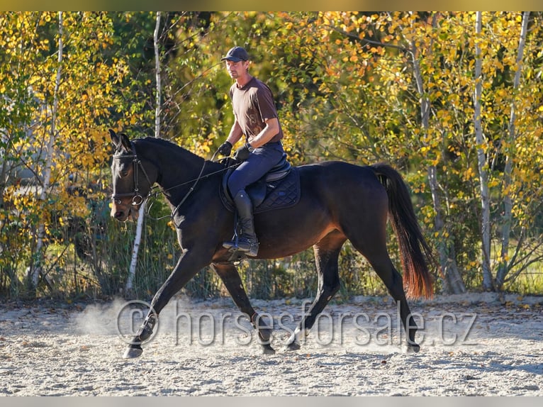 CSFR warmbloed Merrie 3 Jaar 163 cm Zwartbruin in Tyn nad Vltavou