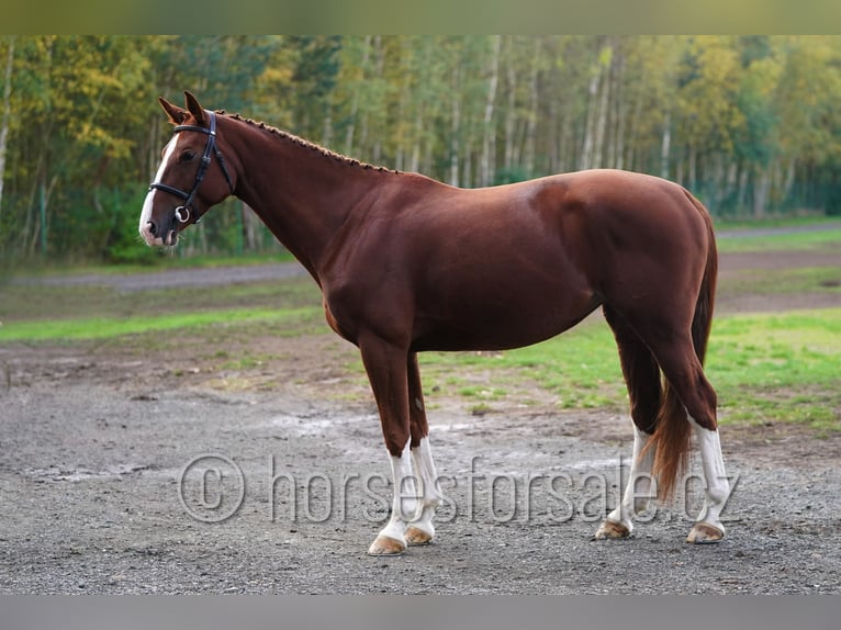 CSFR warmbloed Merrie 7 Jaar 169 cm Vos in Hradec Kralove