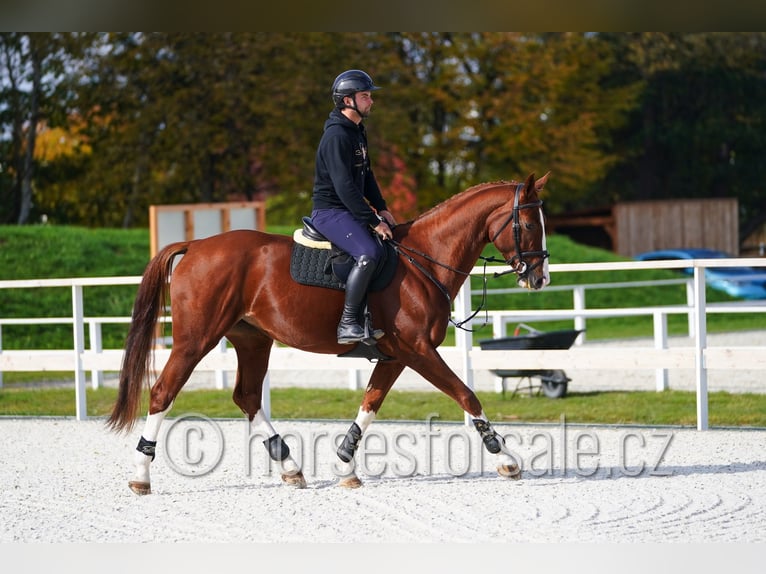 CSFR warmbloed Merrie 7 Jaar 169 cm Vos in Hradec Kralove