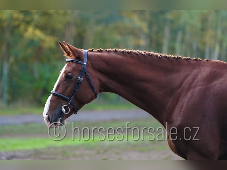 CSFR warmbloed Merrie 7 Jaar 169 cm Vos in Hradec Kralove