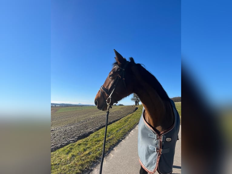 CSFR warmbloed Merrie 8 Jaar 166 cm Bruin in Stockach