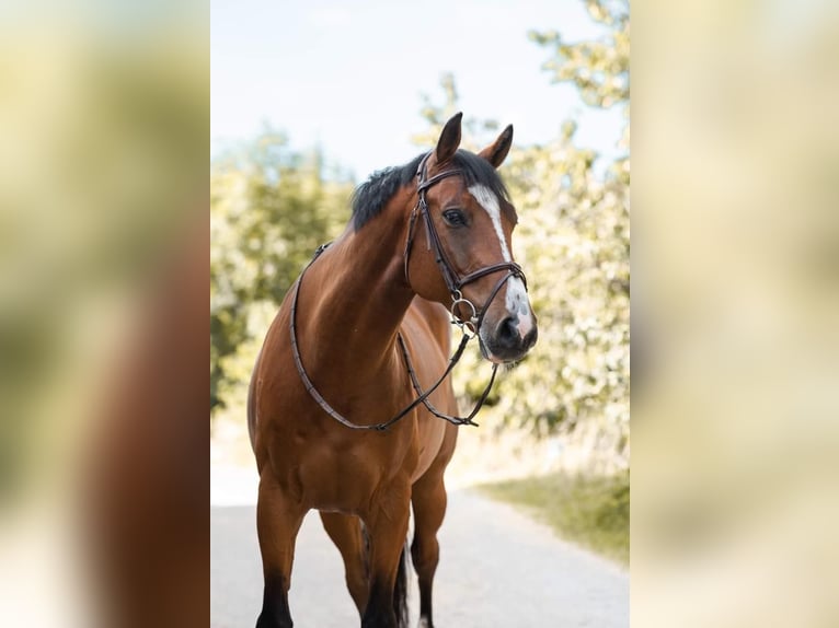 CSFR warmbloed Ruin 11 Jaar Bruin in Wolpertswende