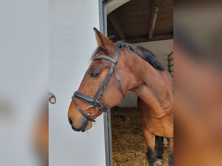 CSFR warmbloed Ruin 19 Jaar 163 cm Bruin in Neuötting