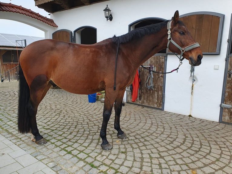 CSFR warmbloed Ruin 19 Jaar 163 cm Bruin in Neuötting