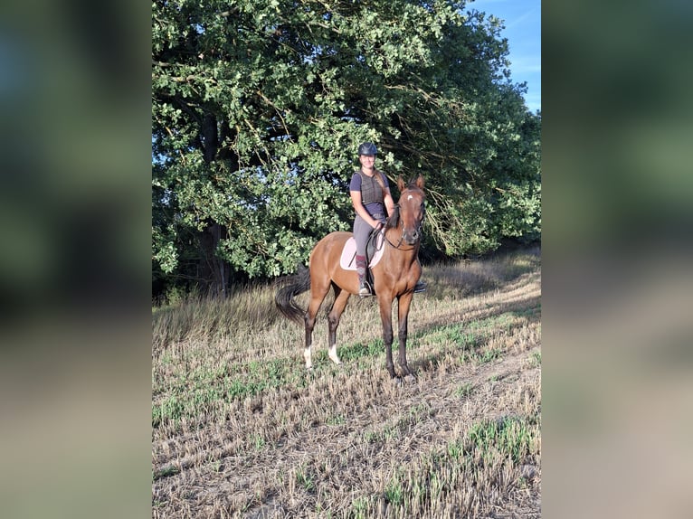 CSFR warmbloed Ruin 3 Jaar 165 cm Bruin in České Budějovice 6