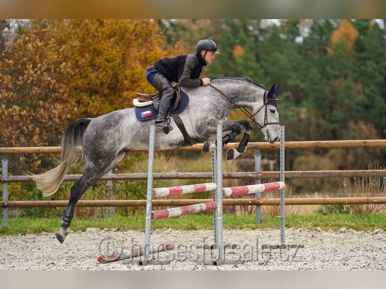 CSFR warmbloed Ruin 8 Jaar 169 cm Schimmel in 1 Stunde von Prag