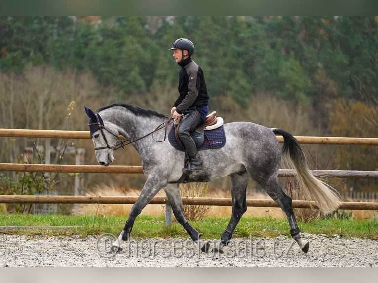 CSFR warmbloed Ruin 8 Jaar 169 cm Schimmel in 1 Stunde von Prag