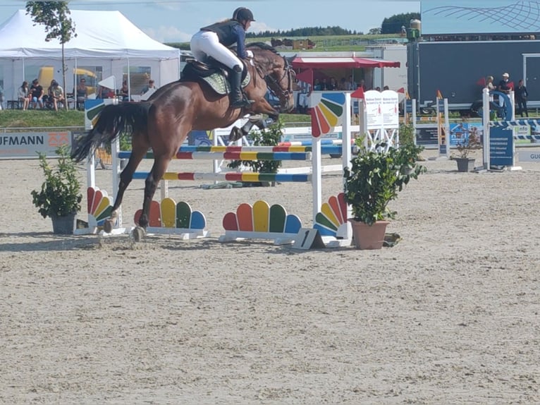 CSFR Warmblood Gelding 11 years Brown in Wolpertswende