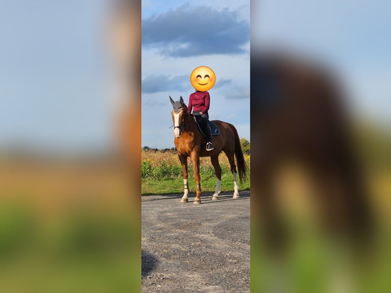 CSFR Warmblood Gelding 12 years 17 hh Chestnut-Red in Parthenstein