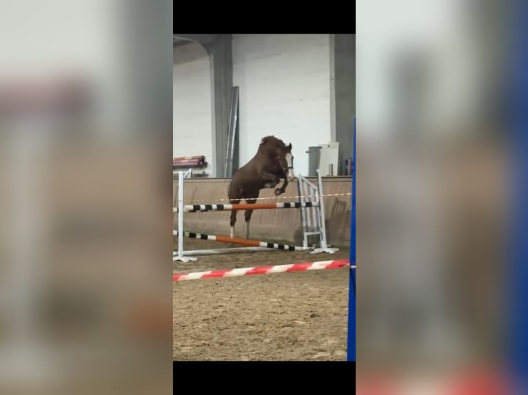 CSFR Warmblood Gelding 12 years 17 hh Chestnut-Red in Parthenstein
