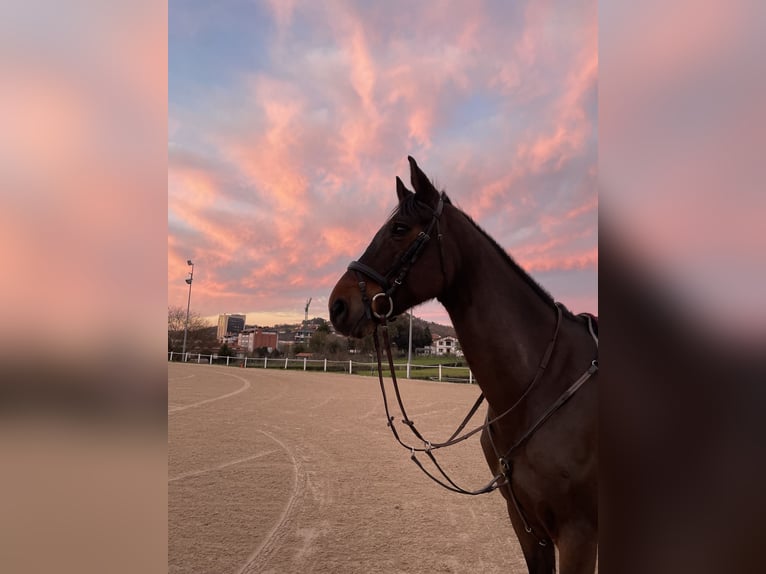CSFR Warmblood Gelding 17 years 16,1 hh Brown in Urduliz