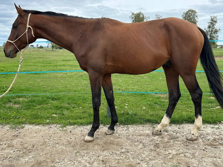 CSFR Warmblood Gelding 3 years 16 hh Brown in České Budějovice 6