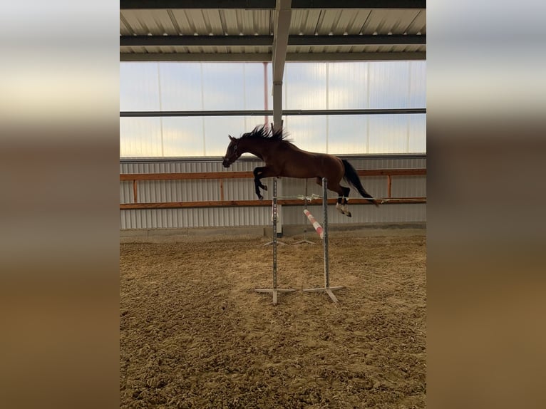 CSFR Warmblood Gelding 3 years 16 hh Brown in České Budějovice 6