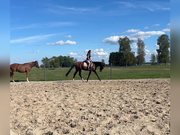 CSFR Warmblood Gelding 3 years 16 hh Brown in České Budějovice 6