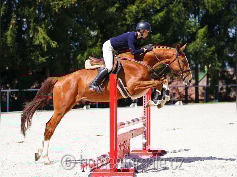 CSFR Warmblood Gelding 4 years 17 hh Chestnut-Red in Ceske Budejovice