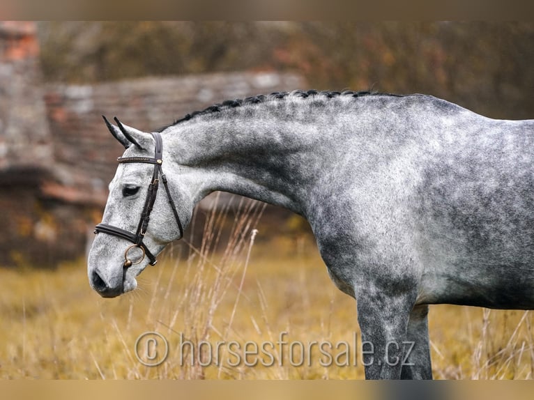 CSFR Warmblood Gelding 8 years 16,2 hh Gray in 1 Stunde von Prag